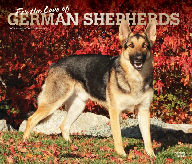 For the Love of German Shepherds 2020 14 x 12 Inch Monthly Deluxe Wall Calendar with Foil Stamped Cover, Animal Dog Breeds