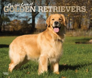 For the Love of Golden Retrievers 2020 14 x 12 Inch Monthly Deluxe Wall Calendar with Foil Stamped Cover, Animal Dog Breeds