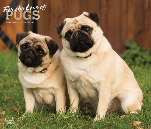 For the Love of Pugs 2020 14 x 12 Inch Monthly Deluxe Wall Calendar with Foil Stamped Cover, Animals Dog Breeds