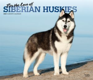 For the Love of Siberian Huskies 2020 14 x 12 Inch Monthly Deluxe Wall Calendar with Foil Stamped Cover, Animal Dog Breeds Husky