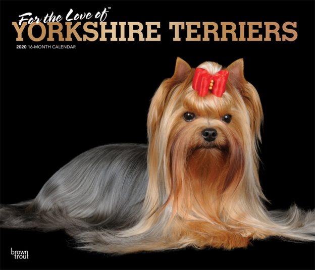For the Love of Yorkshire Terriers 2020 14 x 12 Inch Monthly Deluxe Wall Calendar with Foil Stamped Cover, Animal Small Dog Breeds
