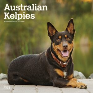 Australian Kelpies 2020 12 x 12 Inch Monthly Square Wall Calendar, Animal Dog Breeds
