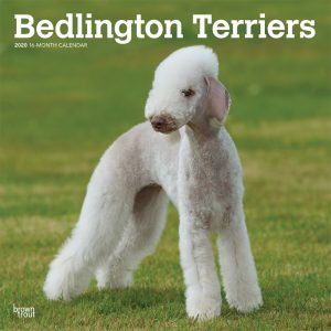 Bedlington Terriers 2020 12 x 12 Inch Monthly Square Wall Calendar, Animals Dog Breeds Terriers