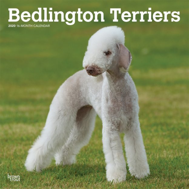 Bedlington Terriers 2020 12 x 12 Inch Monthly Square Wall Calendar, Animals Dog Breeds Terriers