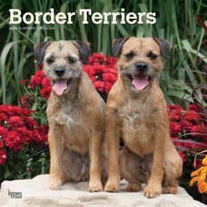 Border Terriers 2020 12 x 12 Inch Monthly Square Wall Calendar, Animals Dog Breeds Terriers