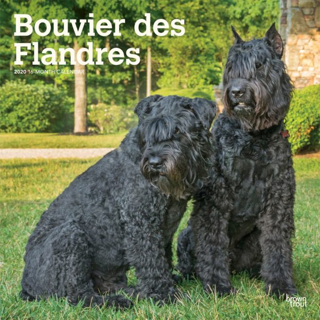 Bouvier des Flandres 2020 12 x 12 Inch Monthly Square Wall Calendar, Animals Dog Breeds