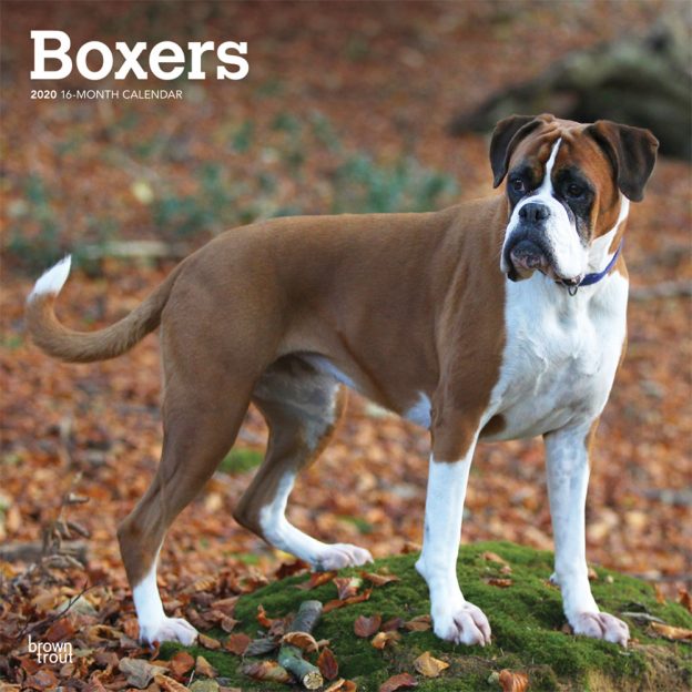 Boxers International Edition 2020 12 x 12 Inch Monthly Square Wall Calendar, Animals Dog Breeds