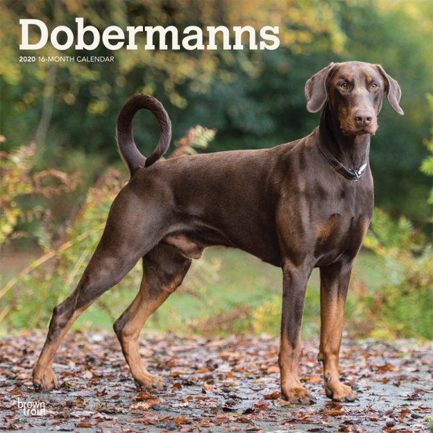Dobermanns International Edition 2020 12 x 12 Inch Monthly Square Wall Calendar, Animals Dog Breeds