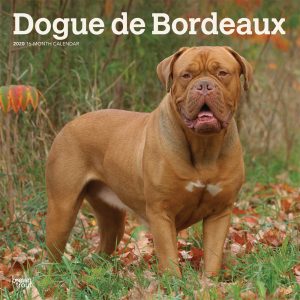 Dogue de Bordeaux 2020 12 x 12 Inch Monthly Square Wall Calendar, Animals Dog Breeds