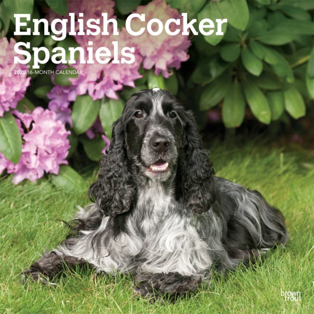 English Cocker Spaniels 2020 12 x 12 Inch Monthly Square Wall Calendar, Animals Dog Breeds
