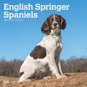 English Springer Spaniels International Edition 2020 12 x 12 Inch Monthly Square Wall Calendar, Animals Dog Breeds