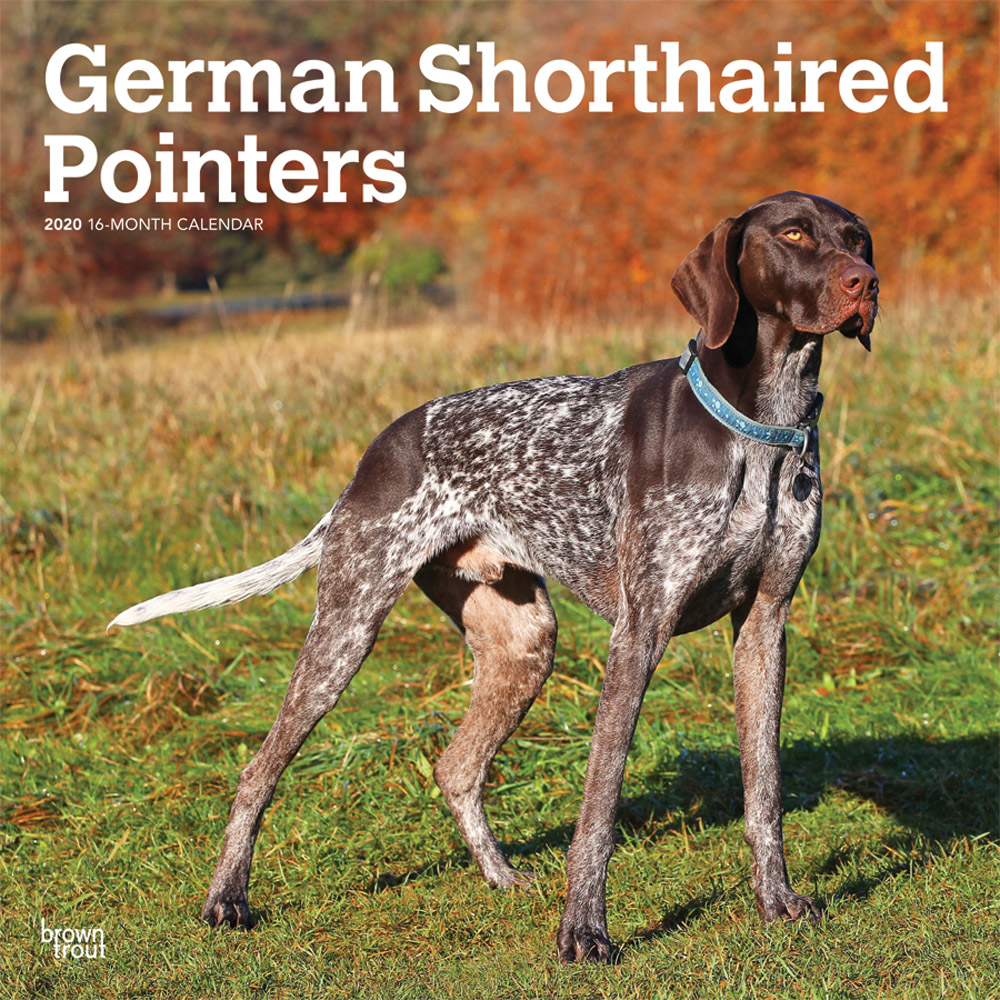 german-shorthaired-pointers-international-edition-2020-square-wall