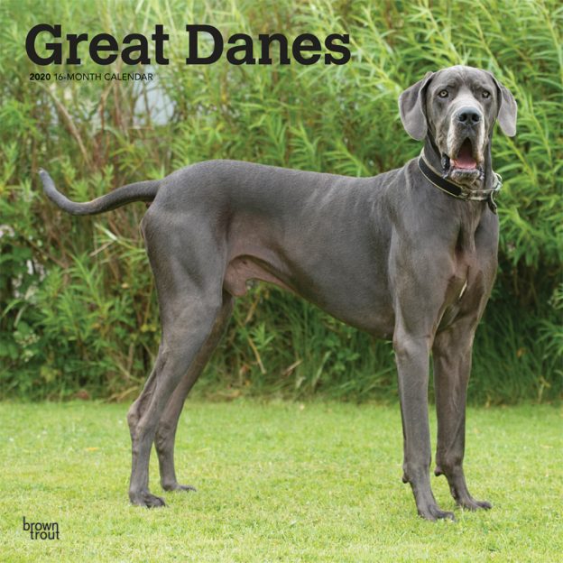 Great Danes International Edition 2020 12 x 12 Inch Monthly Square Wall Calendar, Animals Dog Breeds