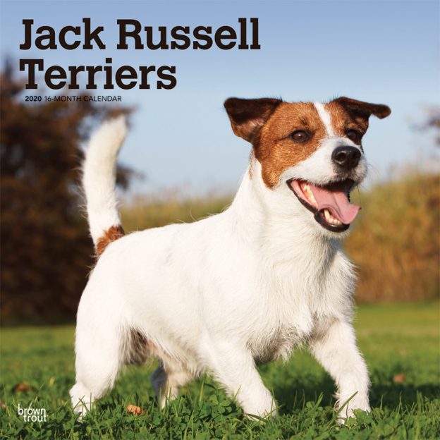 Jack Russell Terriers International Edition 2020 12 x 12 Inch Monthly Square Wall Calendar, Animals Dog Breeds Terriers
