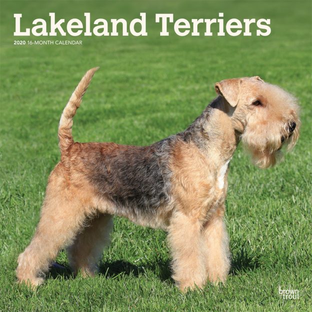 Lakeland Terriers 2020 12 x 12 Inch Monthly Square Wall Calendar, Animals Dog Breeds Terriers