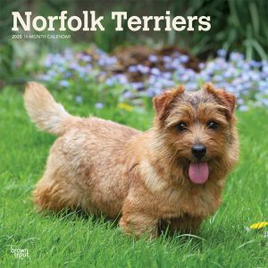 Norfolk Terriers 2020 12 x 12 Inch Monthly Square Wall Calendar, Animals Dog Breeds Terriers