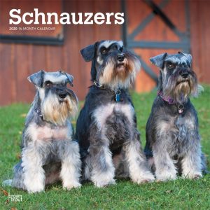 Schnauzers International Edition 2020 12 x 12 Inch Monthly Square Wall Calendar, Animals Dog Breeds