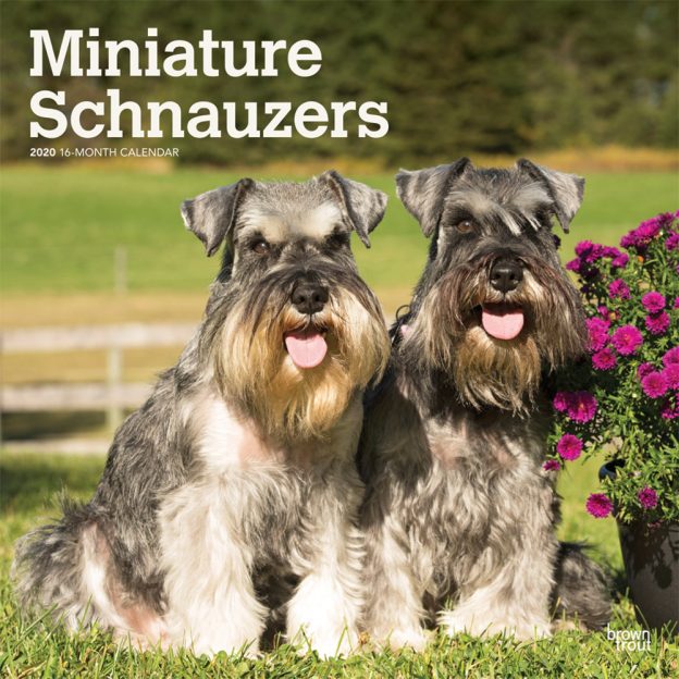 Miniature Schnauzers International Edition 2020 12 x 12 Inch Monthly Square Wall Calendar, Animals Small Dog Breeds