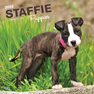 Staffie Puppies 2020 12 x 12 Inch Monthly Square Wall Calendar, Animals Dog Breeds Staffordshire