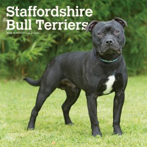 Staffordshire Bull Terriers 2020 12 x 12 Inch Monthly Square Wall Calendar, Animals Dog Breeds