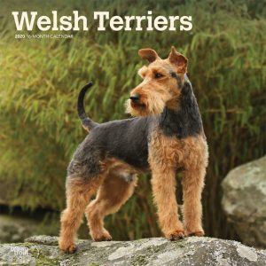 Welsh Terriers 2020 12 x 12 Inch Monthly Square Wall Calendar, Animals Dog Breeds Terriers