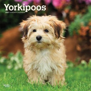 Yorkipoos 2020 12 x 12 Inch Monthly Square Wall Calendar, Animals Small Dog Breeds Yorkipoo