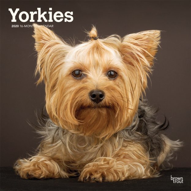 Yorkies International Edition 2020 12 x 12 Inch Monthly Square Wall Calendar, Animals Small Dog Breeds Yorkshire Terriers