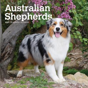 Australian Shepherds 2021 7 x 7 Inch Monthly Mini Wall Calendar, Animals Dog Breeds