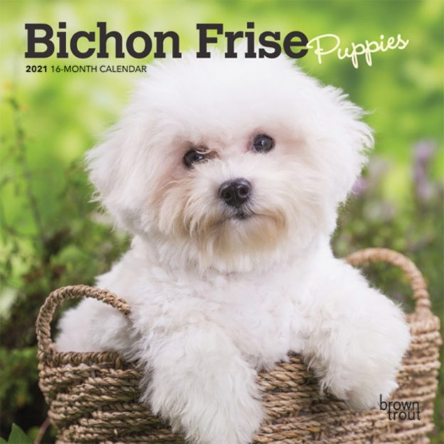 Bichon Frise Puppies 2021 7 x 7 Inch Monthly Mini Wall Calendar, Animals Dog Breeds Puppies