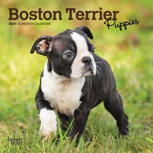 Boston Terrier Puppies 2021 7 x 7 Inch Monthly Mini Wall Calendar, Animals Dog Breeds Terrier Puppies