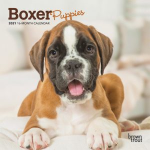 Boxer Puppies 2021 7 x 7 Inch Monthly Mini Wall Calendar, Animals Dog Breeds Puppies