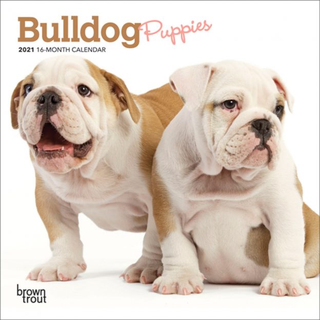 Bulldog Puppies 2021 7 x 7 Inch Monthly Mini Wall Calendar, Animals Dog Breeds Puppies