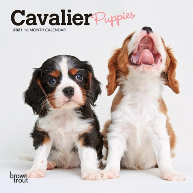 Cavalier King Charles Spaniel Puppies 2021 Mini Wall Calendar | DogDays