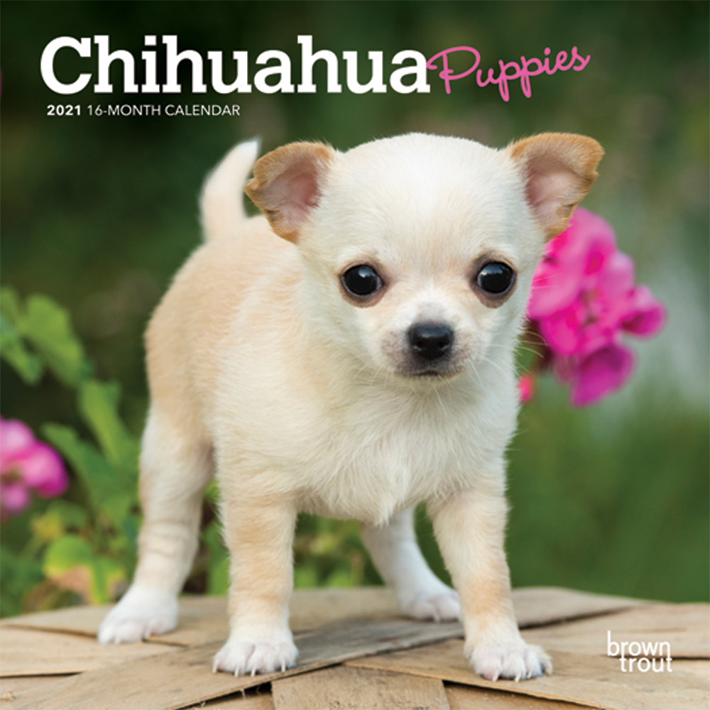 Chihuahua Puppies 2021 7 x 7 Inch Monthly Mini Wall Calendar, Animals Small Dog Breeds Puppies