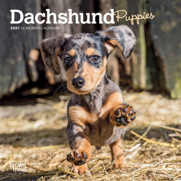 Dachshund Puppies 2021 7 x 7 Inch Monthly Mini Wall Calendar, Animals Dog Breeds Puppies