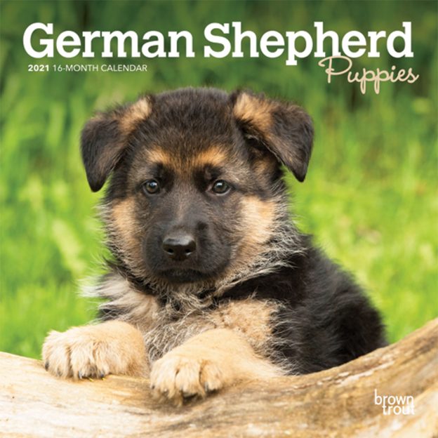 German Shepherd Puppies 2021 7 x 7 Inch Monthly Mini Wall Calendar, Animals Dog Breeds Puppies