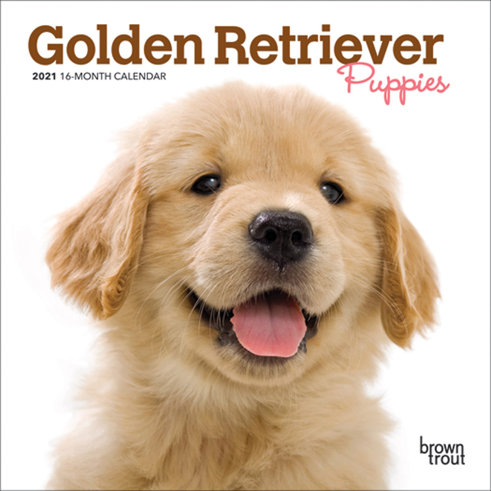 Golden Retriever Puppies 2021 7 x 7 Inch Monthly Mini Wall Calendar, Animals Dog Breeds Puppies