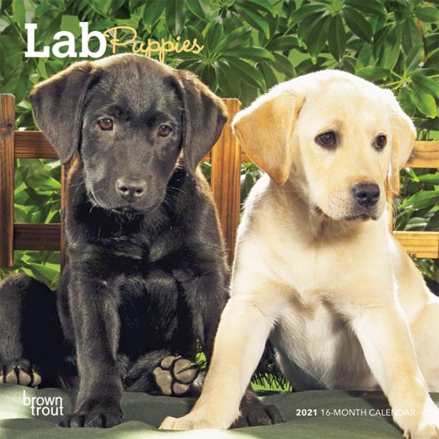 Lab Puppies 2021 7 x 7 Inch Monthly Mini Wall Calendar, Animals Dog Breeds Puppies