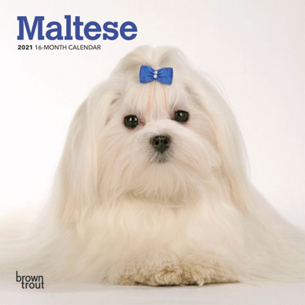 Maltese 2021 7 x 7 Inch Monthly Mini Wall Calendar, Animals Small Dog Breeds