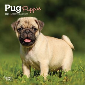 Pug Puppies 2021 7 x 7 Inch Monthly Mini Wall Calendar, Animals Dog Breeds Puppies