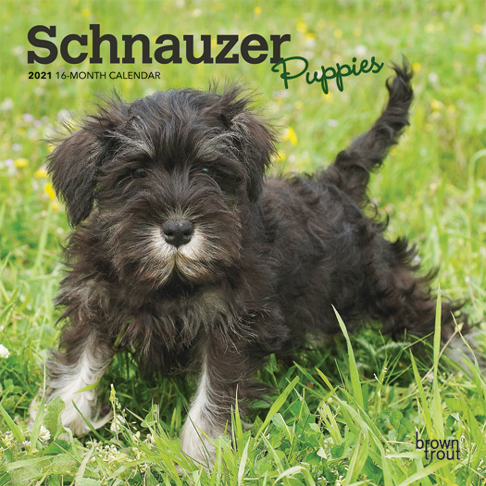 Schnauzer Puppies 2021 7 x 7 Inch Monthly Mini Wall Calendar, Animals Dog Breeds Puppies