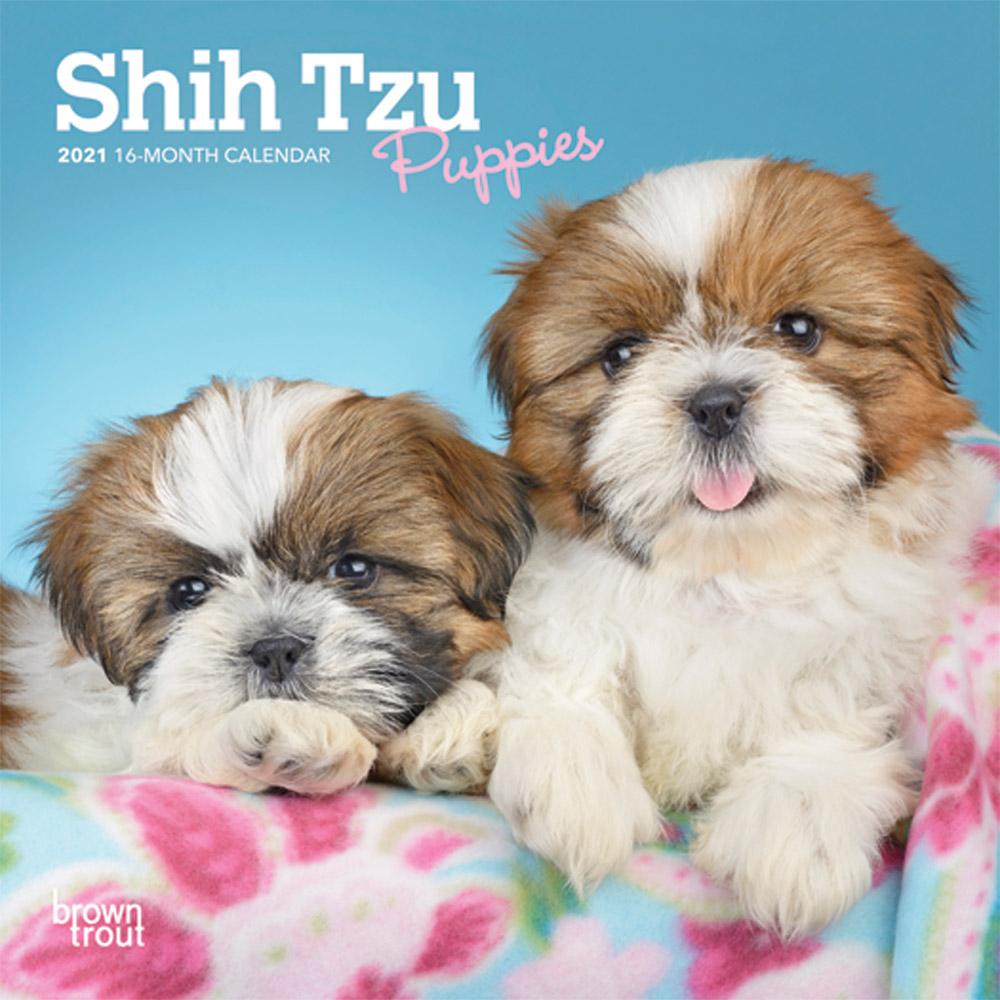 Shih Tzu Puppies 2021 7 x 7 Inch Monthly Mini Wall Calendar, Animal Small Dog Breed Puppies