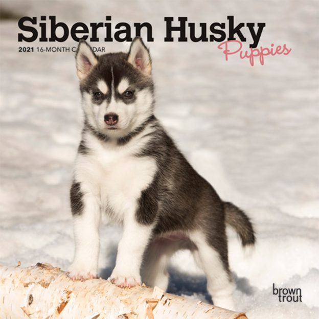Siberian Husky Puppies 2021 7 x 7 Inch Monthly Mini Wall Calendar, Animal Dog Breeds Husky