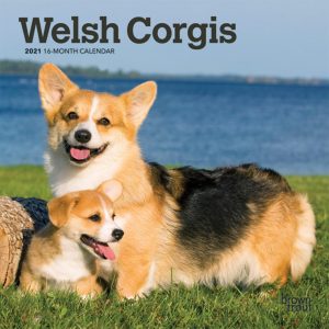 Welsh Corgis 2021 7 x 7 Inch Monthly Mini Wall Calendar, Animals Dog Breeds