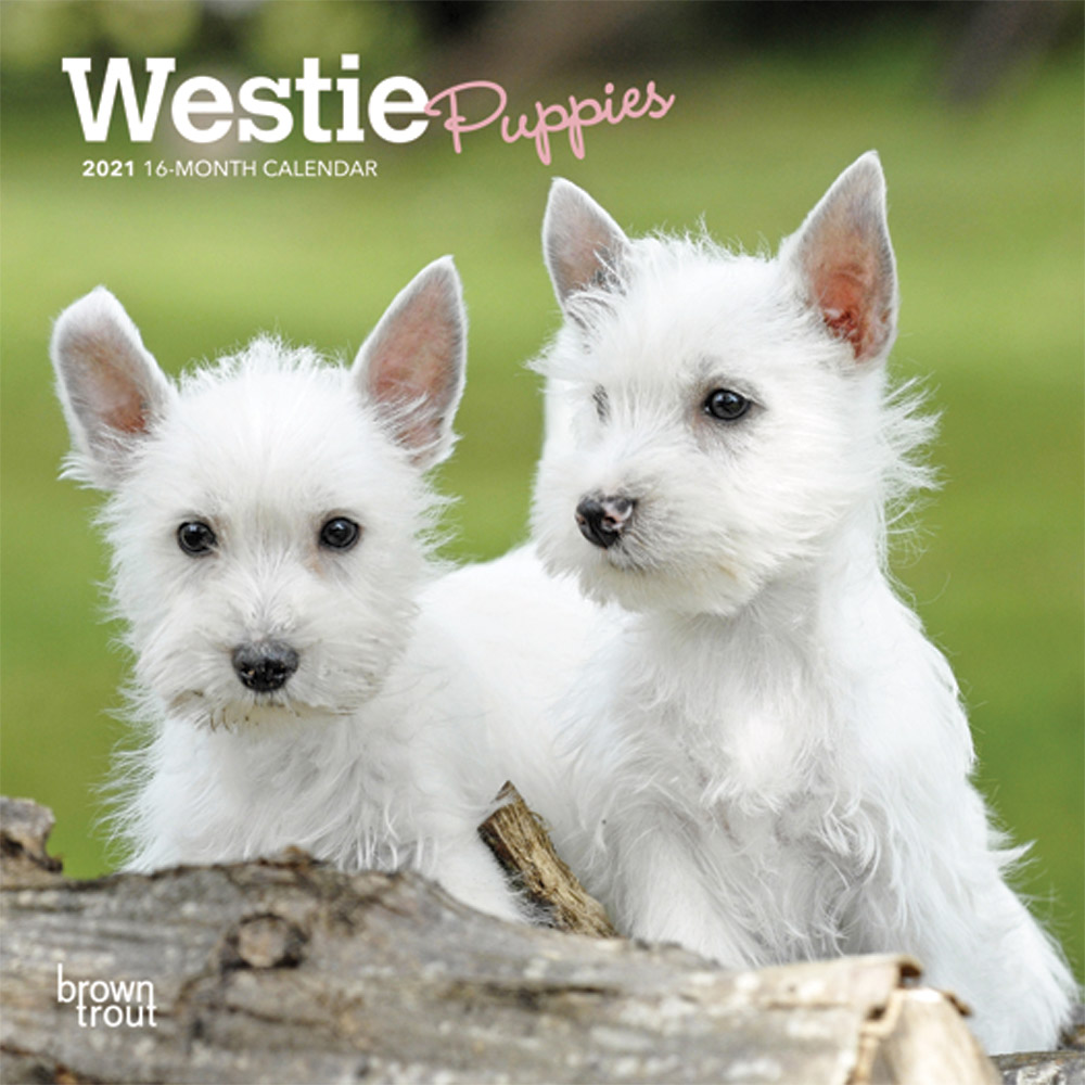 West Highland White Terrier Puppies 2021 7 x 7 Inch Monthly Mini Wall Calendar, Animals Dog Breeds Terrier Puppies