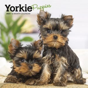 Yorkie Puppies 2021 7 x 7 Inch Monthly Mini Wall Calendar, Animals Small Dog Breeds Terrier Yorkshire Terrier