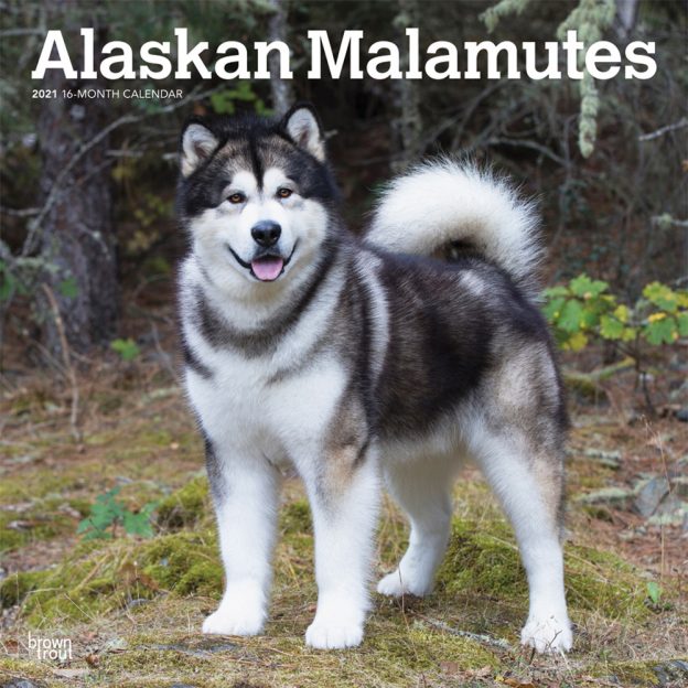 Alaskan Malamutes 2021 12 x 12 Inch Monthly Square Wall Calendar, Animals Dog Breeds