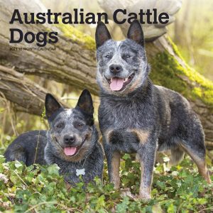 Australian Cattle Dogs 2021 12 x 12 Inch Monthly Square Wall Calendar, Animals Dog Breeds