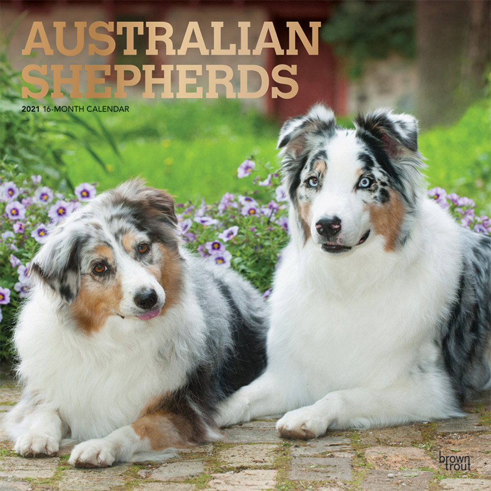 Australian Shepherds 2021 12 x 12 Inch Monthly Square Wall Calendar with Foil Stamped Cover, Animals Dog Breeds