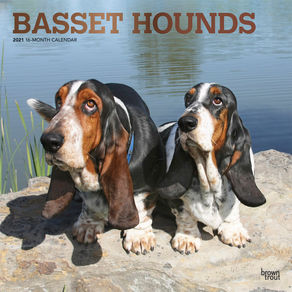Basset Hounds 2021 12 x 12 Inch Monthly Square Wall Calendar with Foil Stamped Cover, Animals Dog Breeds Hound
